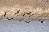 Greater White fronted Geese 1528